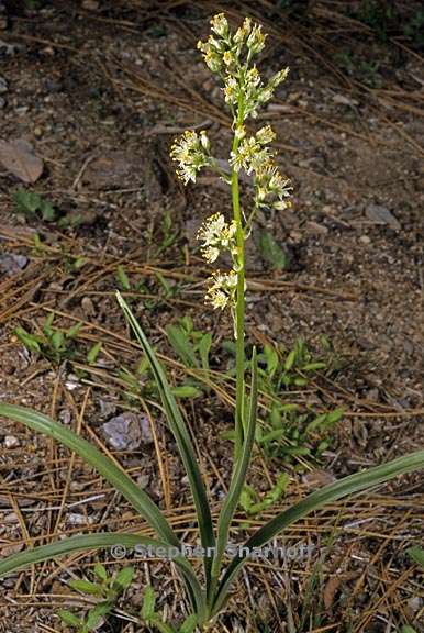 toxicoscordion paniculatum 1 graphic